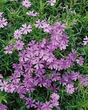 Load image into Gallery viewer, Phlox subulata &#39;Purple Beauty&#39; (Moss Pinks)

