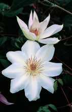 Load image into Gallery viewer, Clematis hybrid &#39;Henryii&#39; (Hybrid Clematis)
