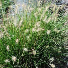 Load image into Gallery viewer, Pennisetum alopecuroides &#39;Little Bunny&#39; (Fountain Grass)
