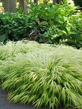 Load image into Gallery viewer, Hakonechloa macra &#39;All Gold&#39; (Japanese Forest Grass)
