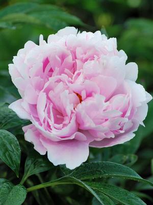 Paeonia lactiflora 'Sarah Bernhardt' (Garden Peony) – Perennial