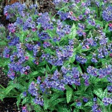 Load image into Gallery viewer, Pulmonaria x &#39;Trevi Fountain&#39; (Lungwort)
