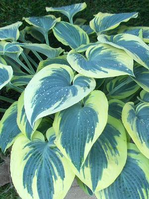 Hosta x 'First Frost' (Plantain Lily)