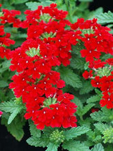 Load image into Gallery viewer, Verbena EnduraScape™ Red (Vervain)
