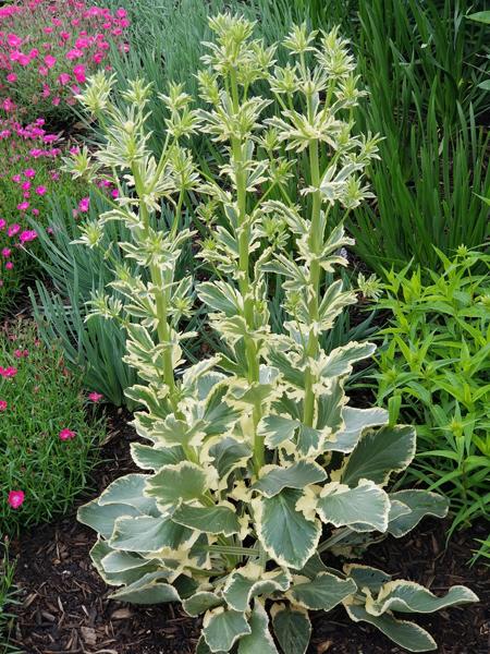 jade frost plant Eryngium planum 'Jade Frost' (Variegated Sea Holly) – Perennial Farm  Marketplace