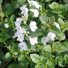 Load image into Gallery viewer, Veronica x &#39;Whitewater&#39; (Speedwell)
