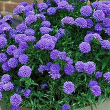 Load image into Gallery viewer, New York Aster (Aster Showmakers® &#39;Blue Bayou&#39;)
