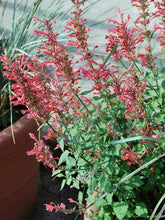 Load image into Gallery viewer, Agastache x Kudos™ Coral (Dwarf Hummingbird Mint) perennial
