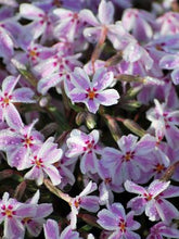 Load image into Gallery viewer, Phlox subulata &#39;Candy Stripes&#39; (Moss Pinks)
