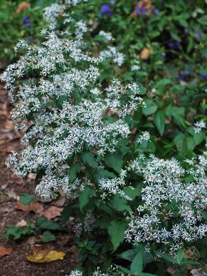 Aster divaricatus (White Wood Aster) – Perennial Farm Marketplace