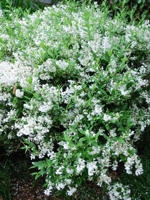 deutzia gracilis plant Deutzia gracilis 'Nikko' (Slender Deutzia)