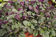 Load image into Gallery viewer, Ajuga reptans &#39;Burgundy Glow&#39; (Bugle Weed) perennial
