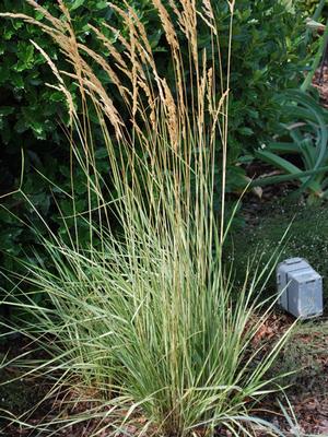 Calamagrostis x acutiflora 'Overdam' (Feather Reed Grass)