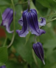 Load image into Gallery viewer, Clematis hybrid &#39;Rooguchi&#39; (Hybrid Clematis), purple flowers
