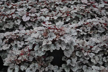 Load image into Gallery viewer, Heuchera x &#39;Silver Scrolls&#39; (Coral Bells)
