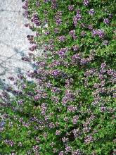 Load image into Gallery viewer, Red Flowering Mother of Thyme (Thymus serpyllum &#39;Coccineus&#39;)
