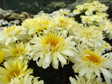 Load image into Gallery viewer, Leucanthemum x superbum Realflor® &#39;Real Charmer&#39; (Shasta Daisy)
