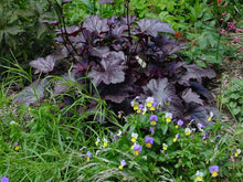 Load image into Gallery viewer, Heuchera x &#39;Plum Pudding&#39; (Coral Bells)
