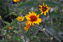 Load image into Gallery viewer, Heliopsis helianthoides var. scabra &#39;Burning Hearts&#39; (False Sunflower)
