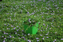 Load image into Gallery viewer, Creeping Blue Mazus (Mazus reptans), purple flowers
