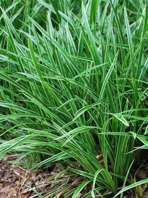 Carex morrowii 'Ice Dance' (Silver Variegated Sedge) – Perennial Farm  Marketplace