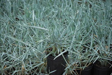 Load image into Gallery viewer, Blue Lyme Grass (Elymus arenarius &#39;Blue Dune&#39;)

