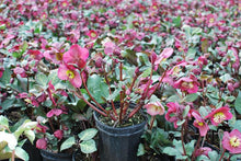 Load image into Gallery viewer, Helleborus x Frostkiss® Anna&#39;s Red (Lenten Rose)
