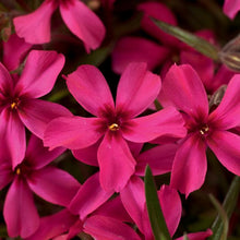 Load image into Gallery viewer, Phlox subulata &#39;Scarlet Flame&#39; (Moss Pinks)
