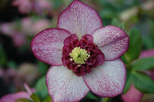 Load image into Gallery viewer, Helleborus x hybridus Winter Jewels® &#39;Cherry Blossom&#39;
