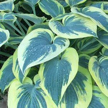 Load image into Gallery viewer, Hosta x &#39;First Frost&#39; (Plantain Lily)
