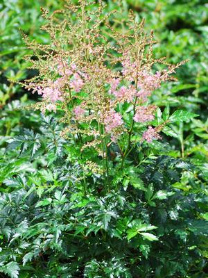 Astilbe simplicifolia 'Hennie Graafland' (False Spirea), pink flowers