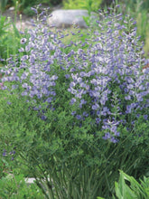 Load image into Gallery viewer, Baptisia australis (False Indigo), blue flowers
