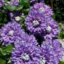 Load image into Gallery viewer, Clematis Diamantina™ (Hybrid Clematis), purple flowers
