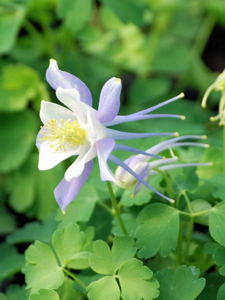 white and lavender columbine flower Aquilegia Kirigami™ Light Blue & White (Columbine)
