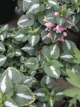 Load image into Gallery viewer, Lamium maculatum &#39;Shell Pink&#39; (Dead Nettle)
