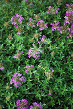 Load image into Gallery viewer, Red Flowering Mother of Thyme (Thymus serpyllum &#39;Coccineus&#39;)
