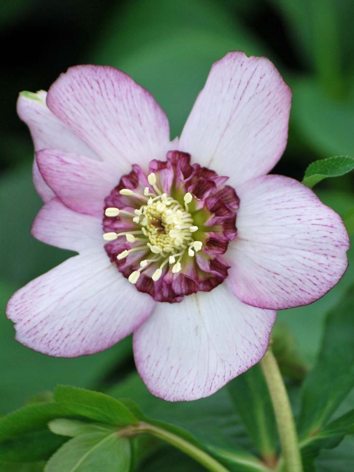 Helleborus x hybridus Winter Jewels® 'Cherry Blossom' (Lenten Rose