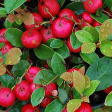 Load image into Gallery viewer, Gaultheria procumbens (Wintergreen)
