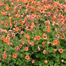 Load image into Gallery viewer, Geum Tempo™ Orange (Avens)
