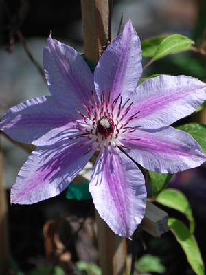 Clematis hybrid 'Nelly Moser' (Hybrid Clematis)