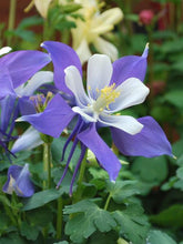 Load image into Gallery viewer, Aquilegia Kirigami™Deep Blue &amp; White (Columbine) perennial, purple flowers
