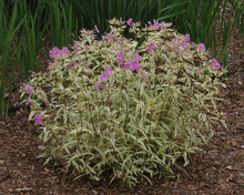 Load image into Gallery viewer, Smooth Phlox (Phlox glaberrima &#39;Triple Play&#39;)
