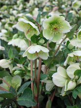 Load image into Gallery viewer, Helleborus x Frostkiss® Molly&#39;s White (Lenten Rose)
