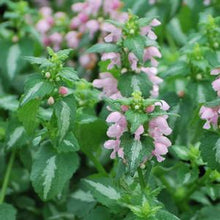 Load image into Gallery viewer, Lamium maculatum &#39;Shell Pink&#39; (Dead Nettle)
