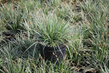 Load image into Gallery viewer, Carex oshimensis EverColor® Everest (Sedge)
