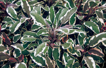 Load image into Gallery viewer, Tricolor Sage (Salvia officinalis &#39;Tricolor&#39;)
