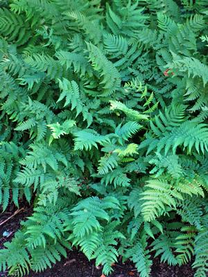 Evergreen Wood Fern (Dryopteris marginalis)