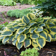 Load image into Gallery viewer, Hosta x &#39;First Frost&#39; (Plantain Lily)

