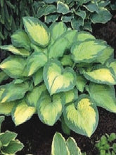 Load image into Gallery viewer, Hosta x &#39;Paul&#39;s Glory&#39; (Plantain Lily)
