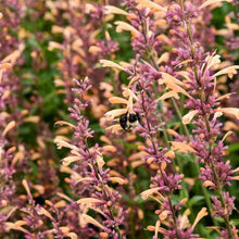 Load image into Gallery viewer, Agastache Meant to Bee™ &#39;Queen Nectarine&#39; (Hummingbird Mint) perennial
